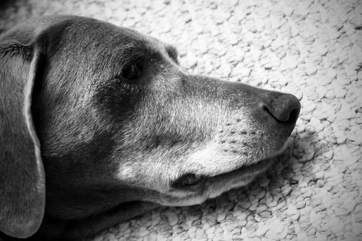 Cloe the regal Weimaraner dog lying on the ground in this up-close black and white portrait.