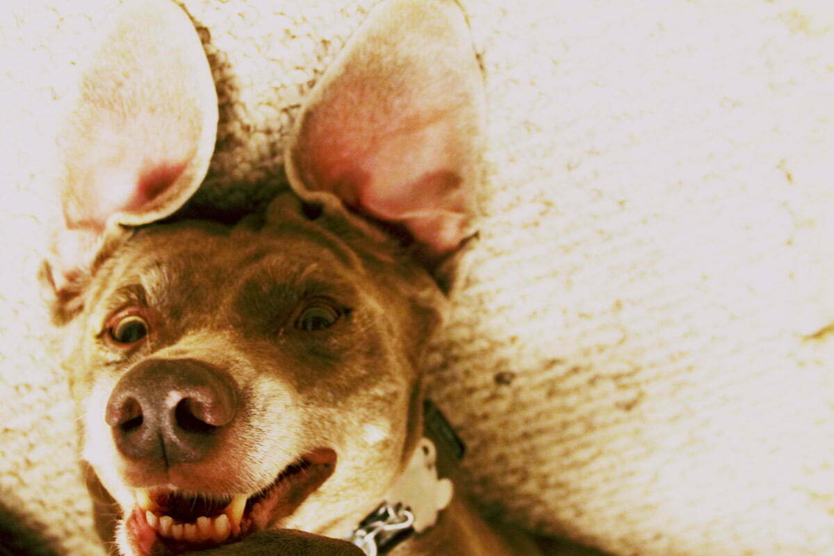 Cloe the Weimaraner photographed upside down looking like a bat with big dog ears.