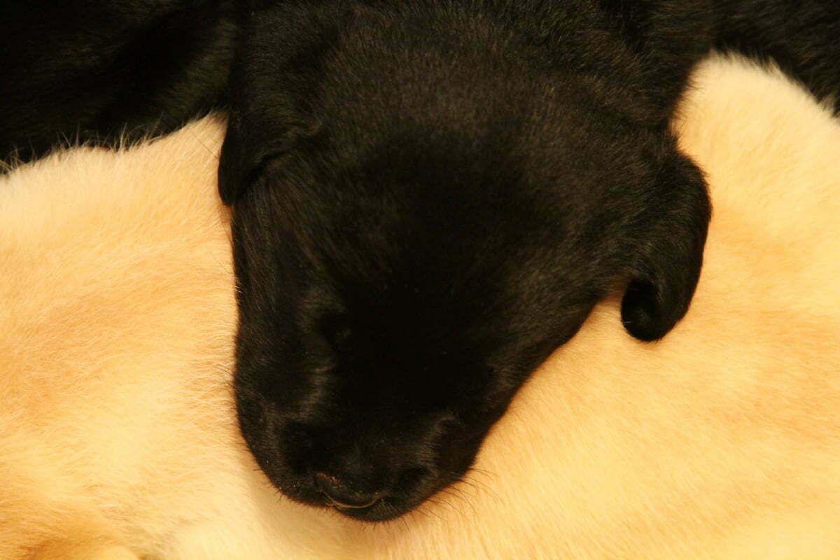 A young black lab puppy rests his head on the back of a yellow lab puppy.