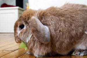 A large brown bunny nibbles on some cabbage.