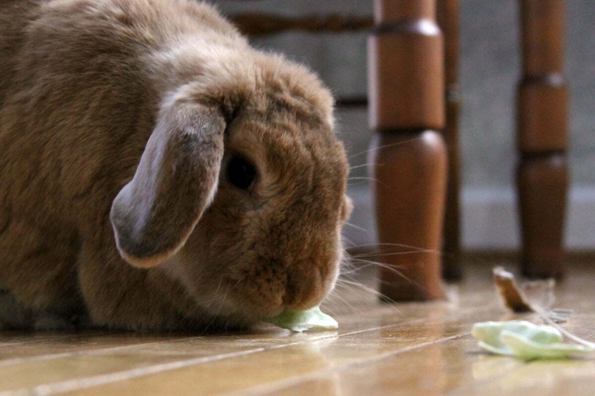 A large brownish bunny named Nora looks at some more cabbage on the floor.