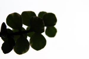 A photograph of the silhouette of a small green plant with abstract geometric shapes.