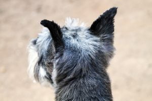 A photograph behind the graying head of a miniature schnauzer.