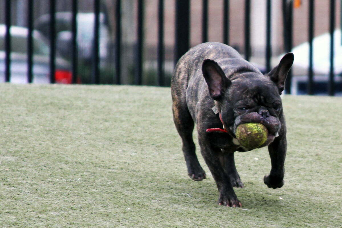 A small dog struggles to keep a large tennis ball in his small jaws at the Dupont Circle dog park.