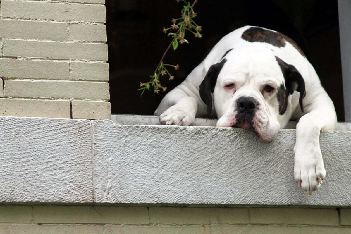 Romo, the American Bulldog Mastiff, who lives in Adam's Morgan is a popular figure for always hanging outside his window on Calvert Street.
