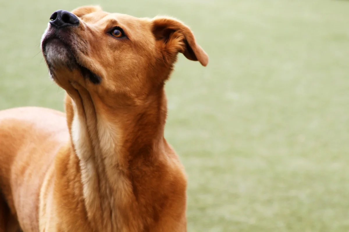 An expectant dog waits for his owner to throw the ball at the Dupont Circle dog park.