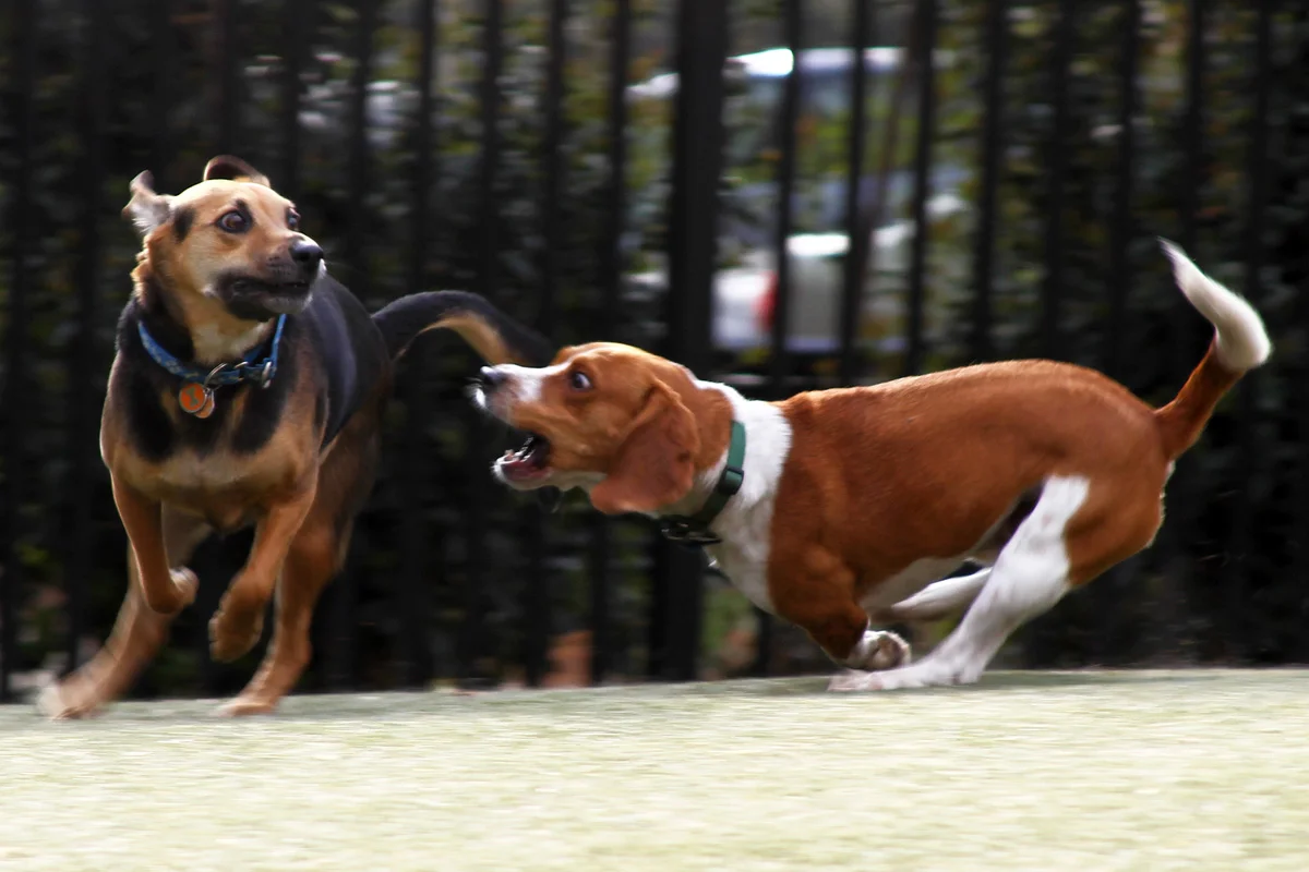 Two dogs making funny faces while in the midst of a race around the Dupont Circle dog park.
