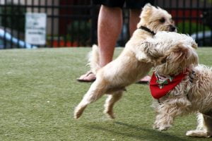 Two small dogs tussle in the park.