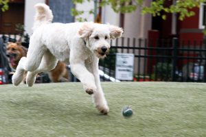 A large white dog chases after a bouncing tennis ball at the Dupont Circle dog park.
