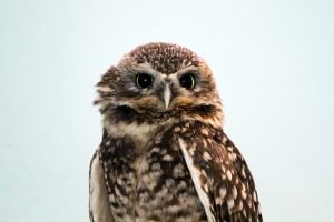 A burrowing owl with ruffled neck feathers stares at the camera.