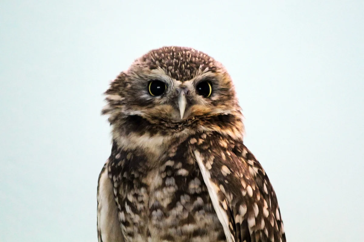 A burrowing owl with ruffled neck feathers stares at the camera.