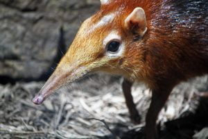 A photo of the pointy long nose on an adult black and rufous giant elephant shrew, also known as a sengi, (Rhynchocyon petersi) seen in the National Zoo's Small Mammal House.