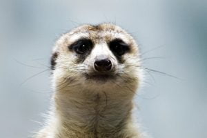 A meerkat looks directly into the camera for a stark portrait.