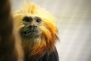 A close-up photo on the face of a golden-headed lion tamarin monkey who is baring his teeth in a grimace.