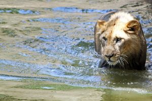 A young lion at the National Zoo in Washington DC wades through the shallow water.