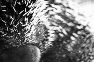 A close-up black and white photo of a prehensile-tailed porcupine (Coendou prehensilis) with his short pointy spikes.