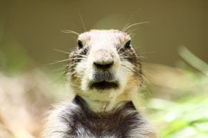 A portrait of a prairie dog sitting on its hind legs and looking directly into the camera.