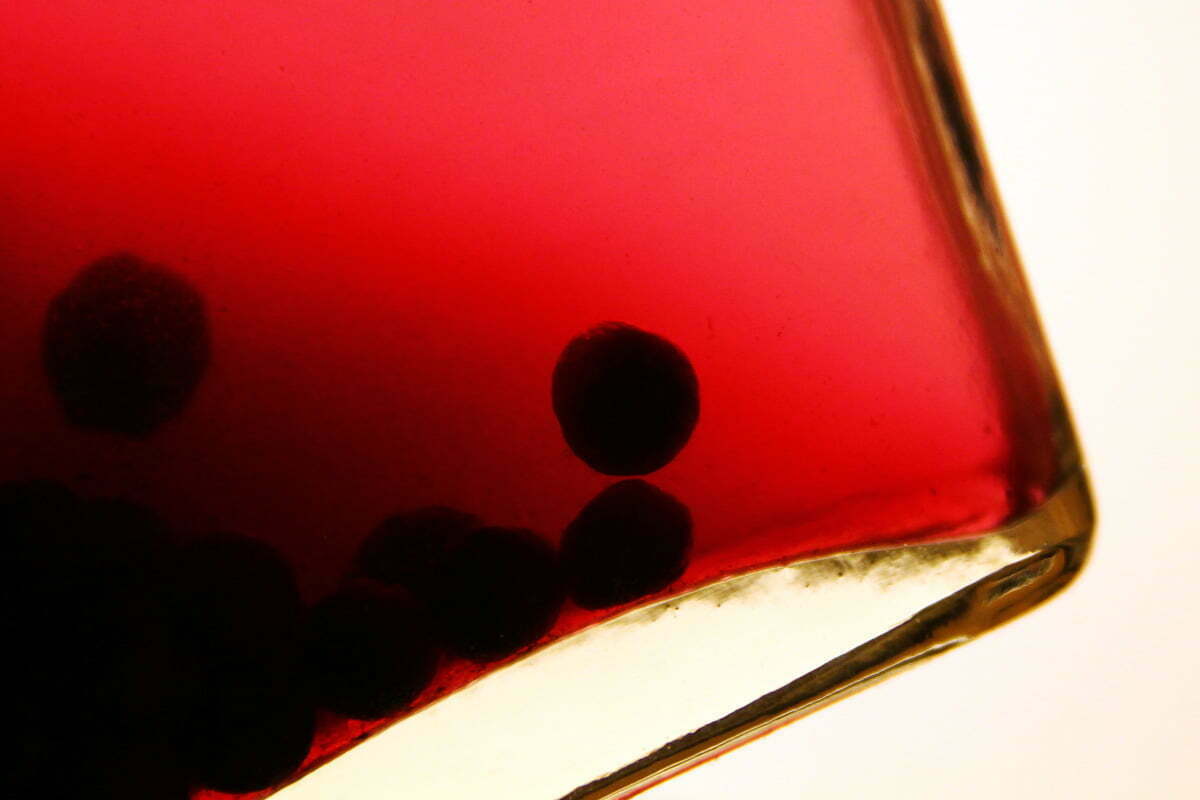 A photograph of a number of blueberries float with sediment at the bottom of a glass bottle filled with reddish liquid.