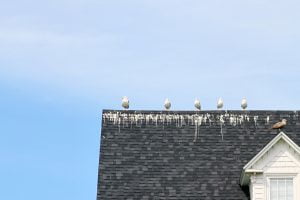 A number of sea gulls in poop along a roof in Port Clyde, Maine.