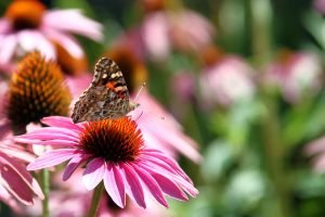 A colorful brown, orange and white butterfly feeds on a pink flower.