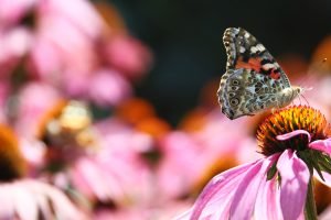 A Painted Lady (Vanessa cardui) Butterfly feeding on a Purple Coneflower (Echinacea).