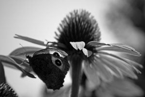 A black and white photograph of a butterfly feeding near a echinacea purpurea.