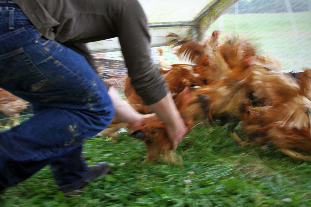 Joe runs to catch a chicken in a coop in Vermont.