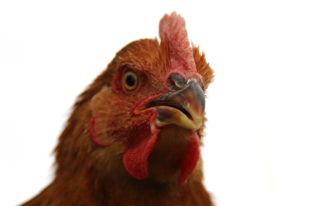 A close-up photo of a chicken's head with bright red feathers, beady eyes and a pink comb.