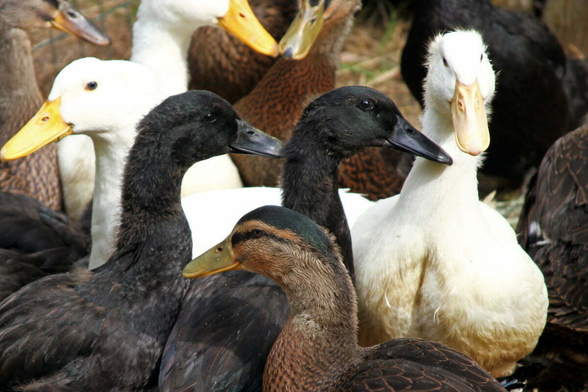 A flock of ducks on the ground including black ducks, white ducks and a brown duck.