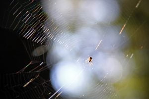A tiny spider enjoys his large complex web in the forest of Vermont.
