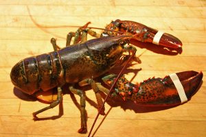 A large Maine lobster sits on a cutting board with rubber bands on his claws before being dropped in the pot.