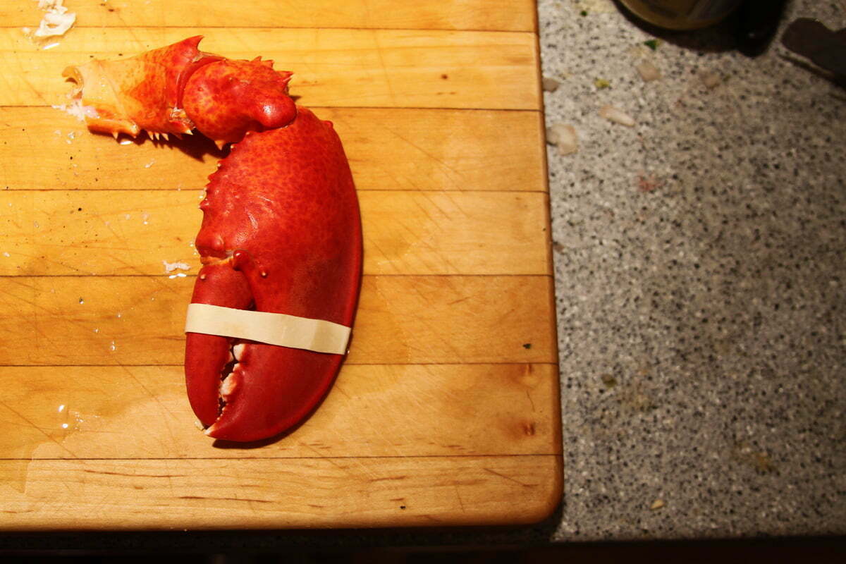 A bright red steamed Maine lobster claw sits on cutting board with a rubber band around the end.