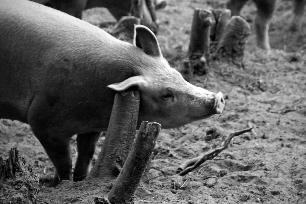 A plump Vermont pig rubs his ear against a stump.