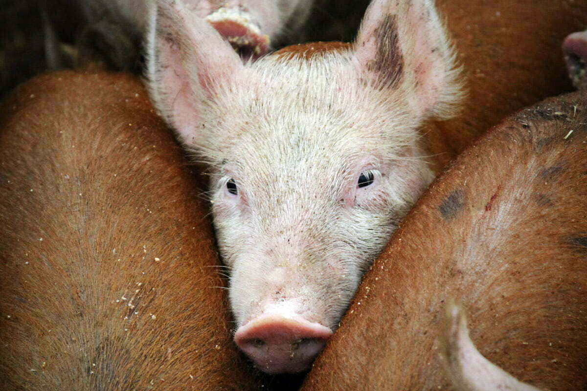 A pig squeezes in between other pigs trying to get to the food trough at a farm in Vermont.