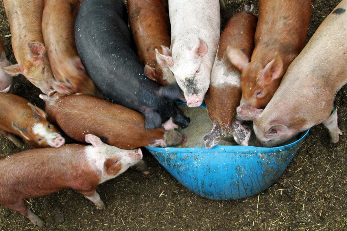 Many pigs crowd the food trough on a farm in Vermont.