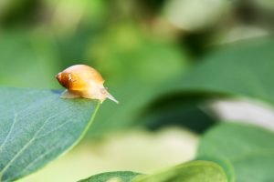 A bright yellow and brown snail peeks over the edge of a green leaf.