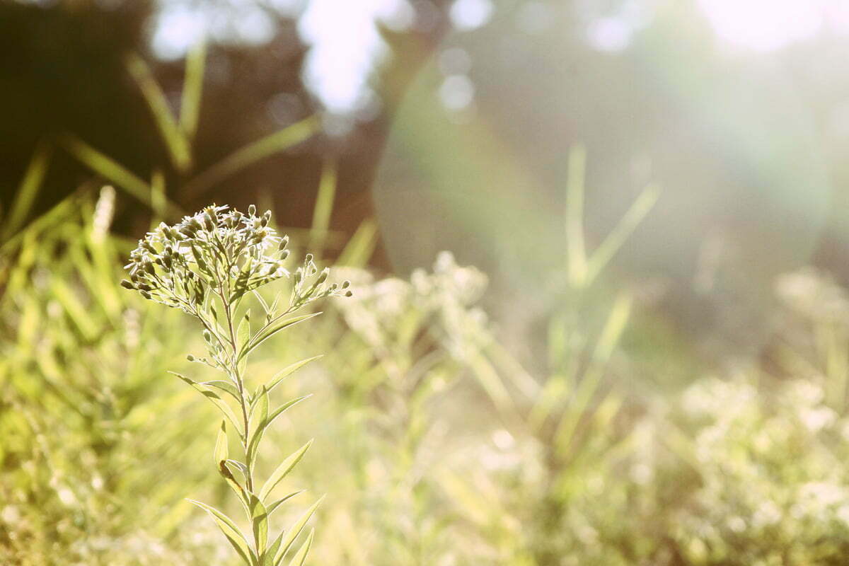 Some Maine wild flowers and shrubs soaked in the sun with a light lens flare.