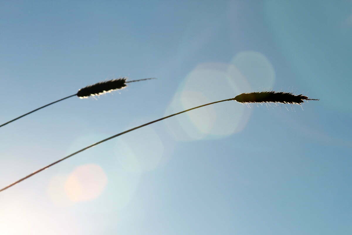 Two silhouetted stalks of wheat in the sun against a blue sky.