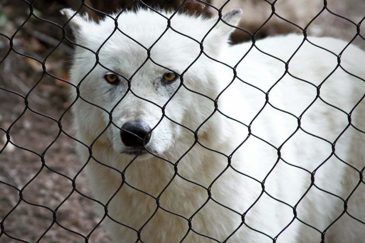 Crystal the White Gray Wolf Behind a Fence at the National Zoo in Washington DC.