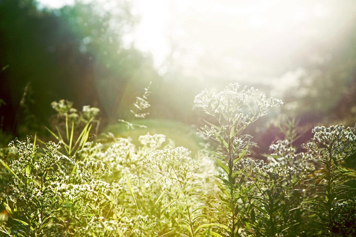 A wild field of plants and flowers basked in the Maine sunlight.
