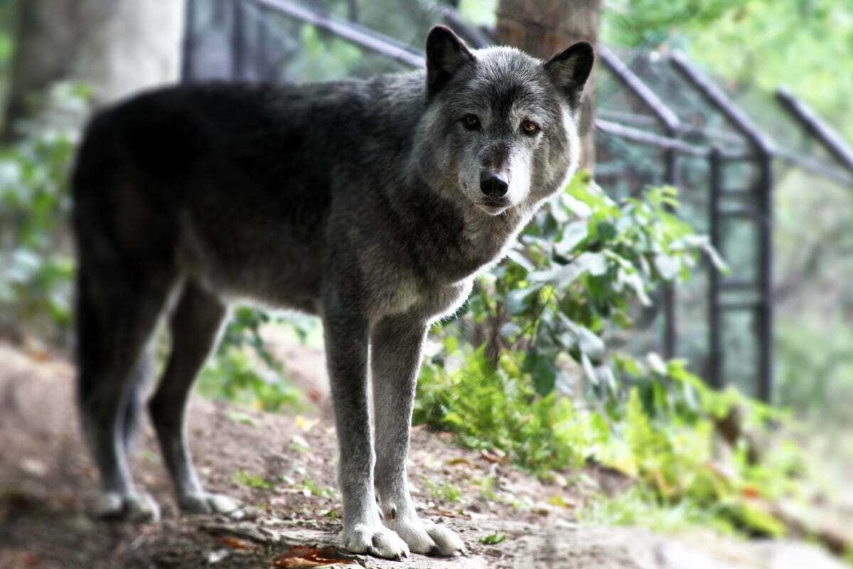 A gray wolf seen in his enclosure at the American Trail in the National Zoo.