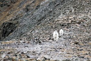 A mother and child mountain goat approach on a Colorado slope.