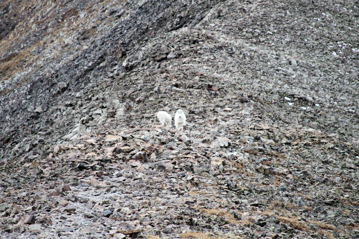 Some Colorado mountain goats descend a rocky slope.