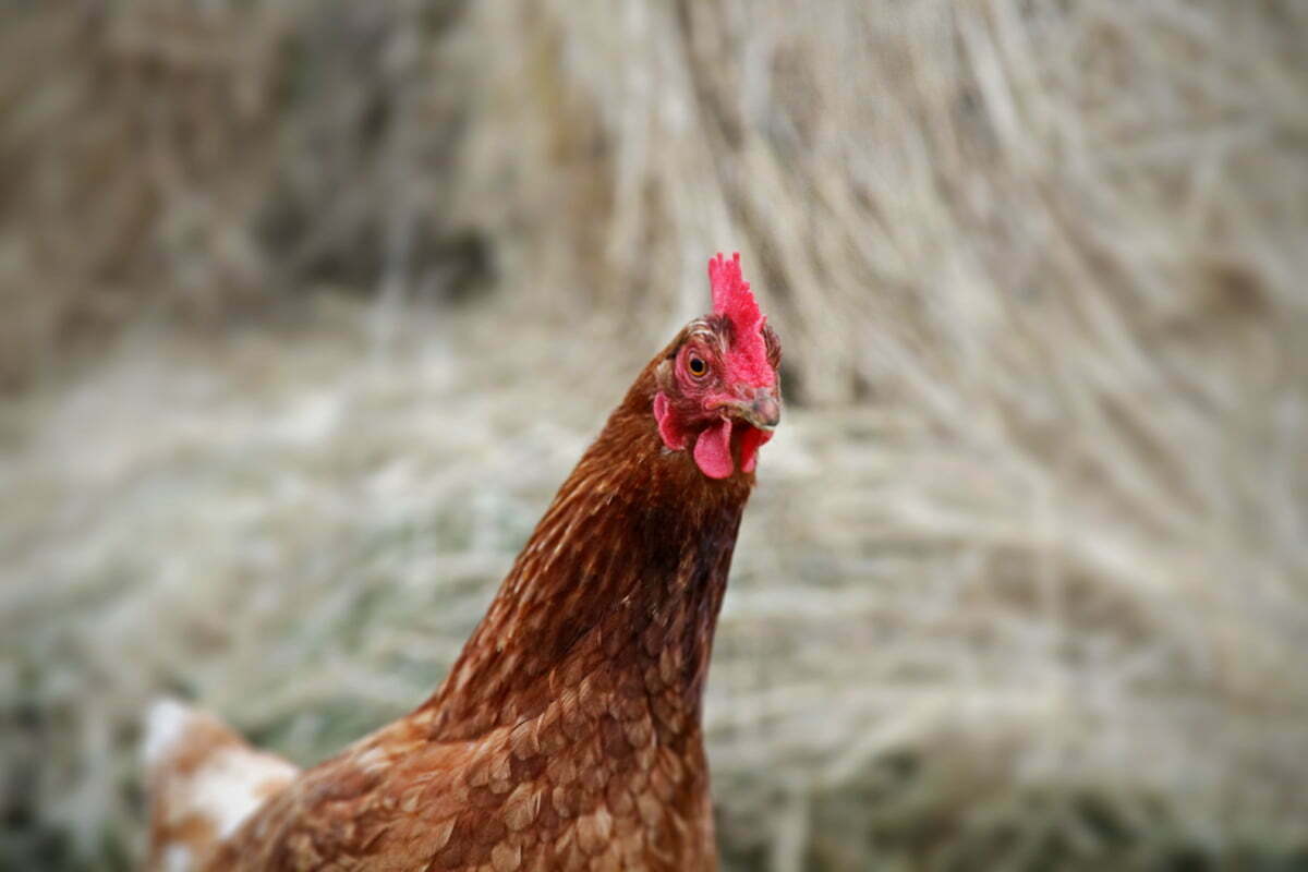 A farm hen in a barn filled with bales of hay.