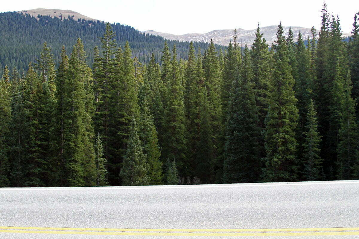 Mountains and an evergreen forest is seen beyond a Colorado highway.