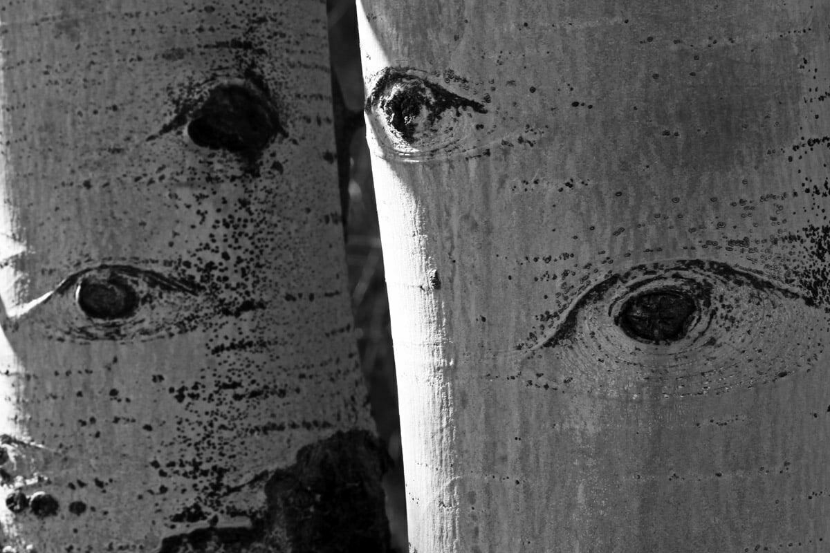 Notches in birch trees that resemble eyes.