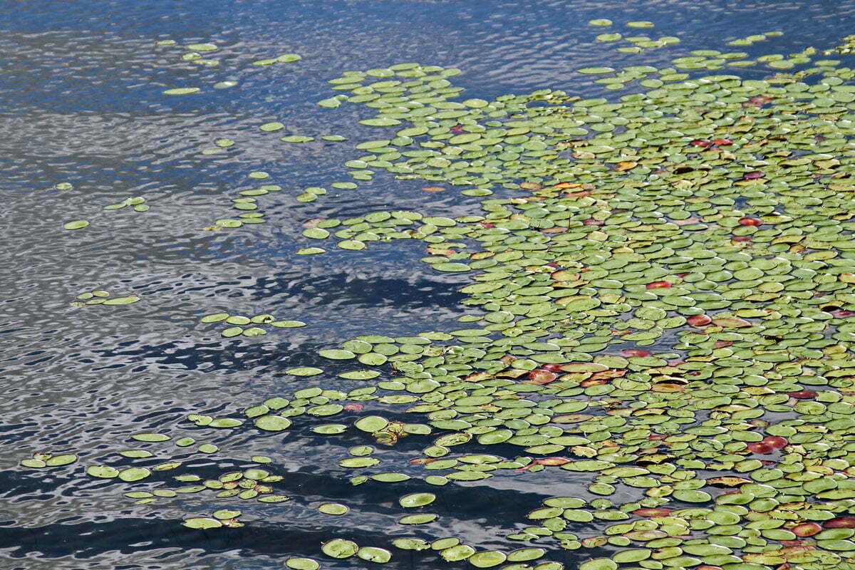 Green lily pads float on a blue lake in Vermont.