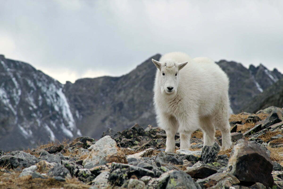 A puffy rocky mountain goat kid is seen looking into the camera in Colorado.