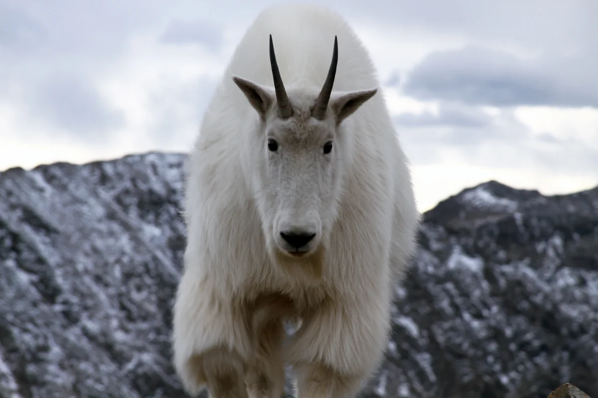 A mountain goat looks directly at the camera on a hike in Colorado.