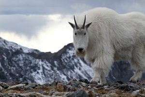 A mountain goat seen in Colorado stares at the cameraman as it approaches.